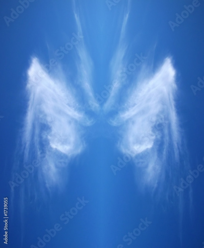 angel's wing