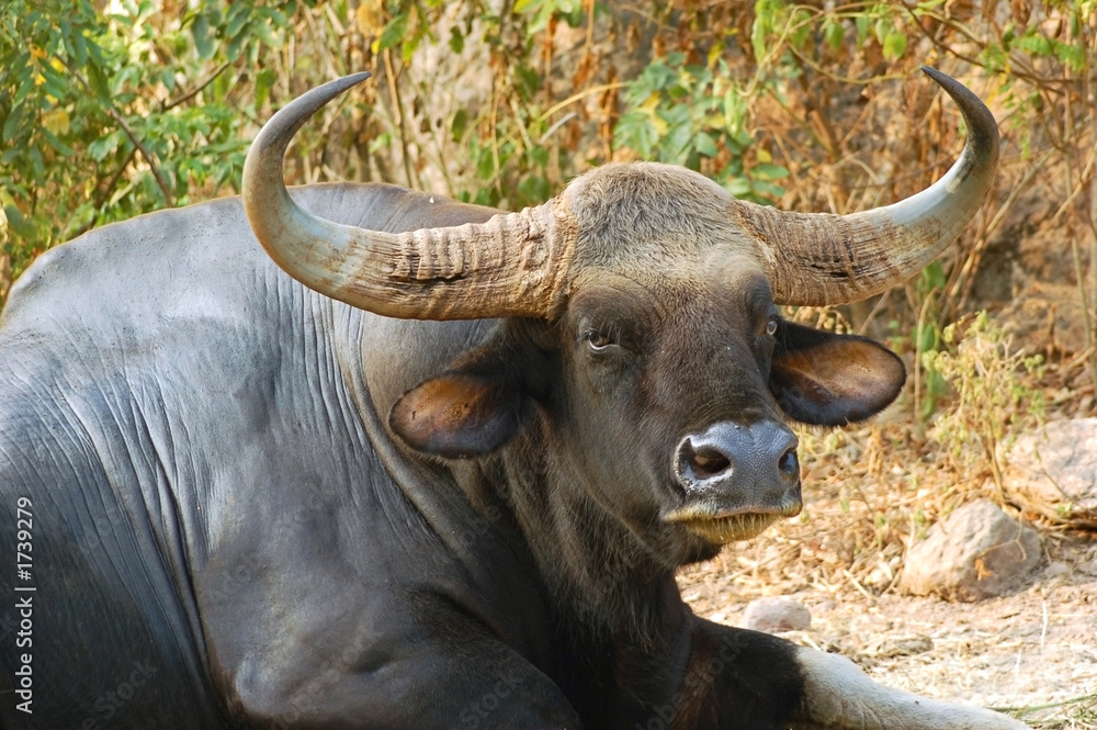 bull gaur