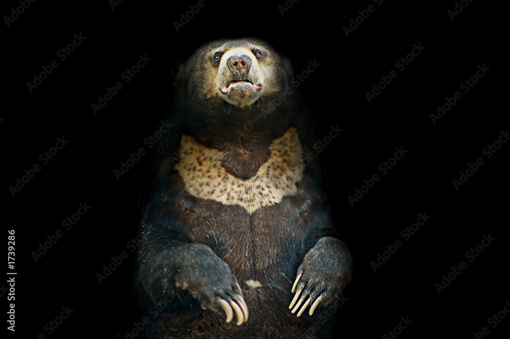 Obraz premium cave bear