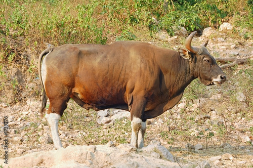banteng bull