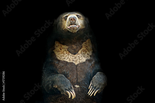 cave bear © Adrian Hillman
