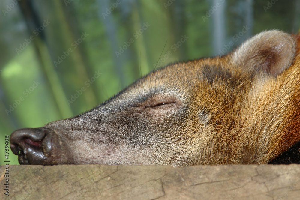 Fototapeta premium sleeping koati