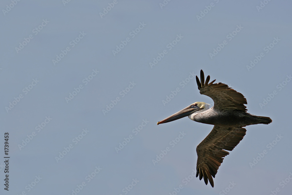 Fototapeta premium the ecuadorian pelican