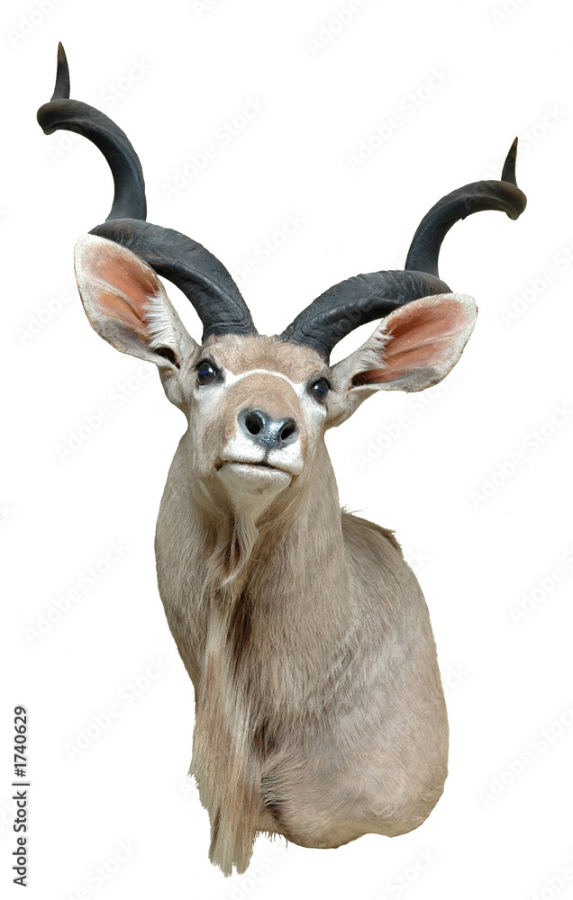 Fototapeta premium kudu mount