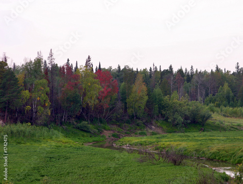 forest in the background