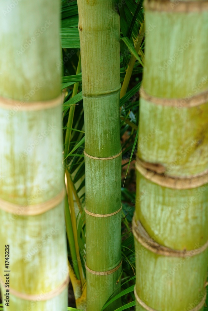 Obraz premium palm tree