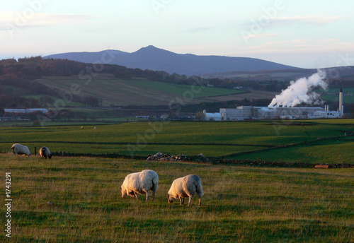 mill and sheep