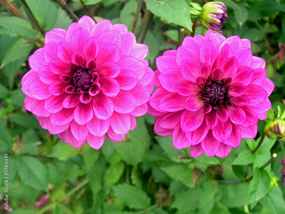 flower 3 flower 3