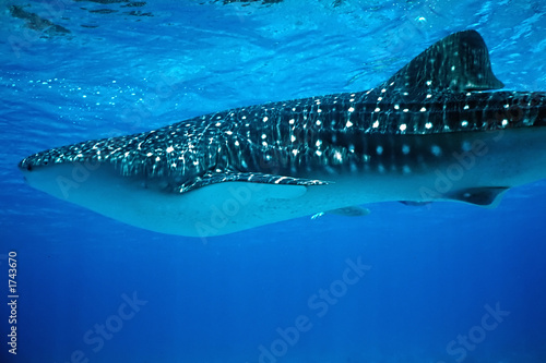 whale shark