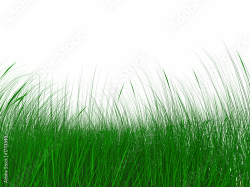 juicy green grass