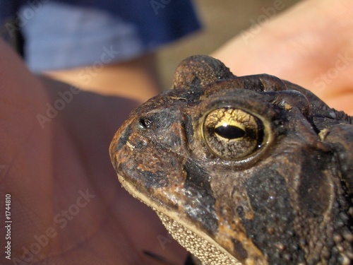 toad