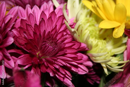 fall flowers