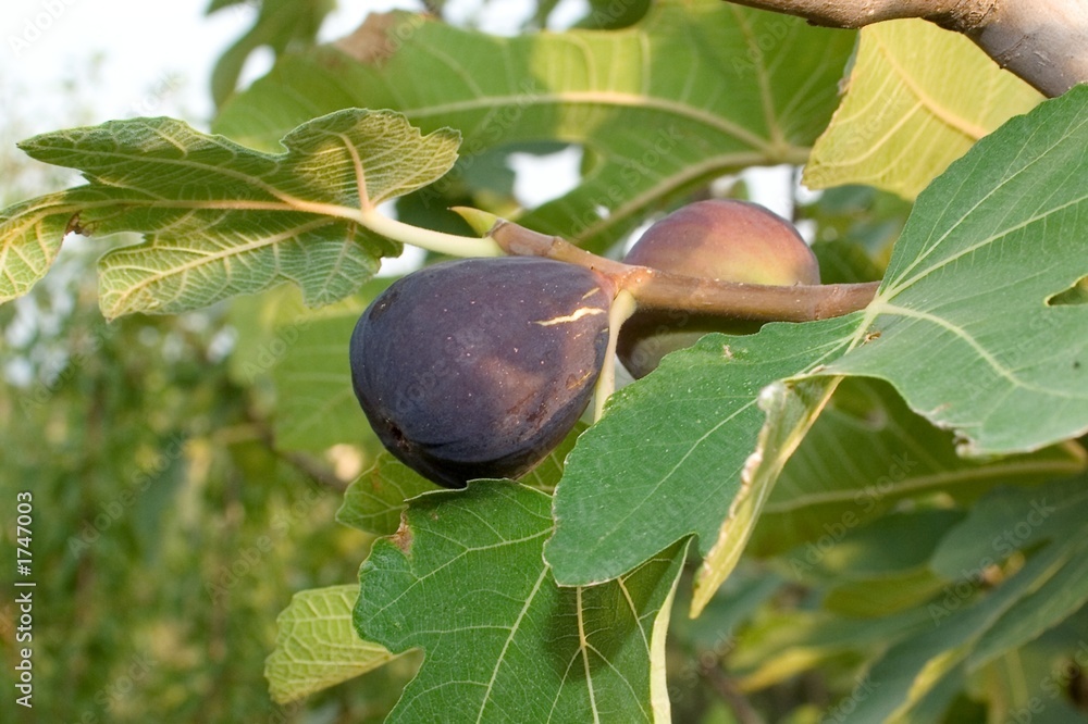 Obraz premium Figues noires mûres.