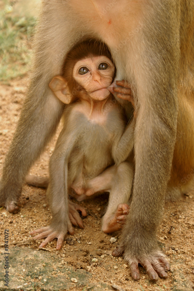 Obraz premium i love my mum