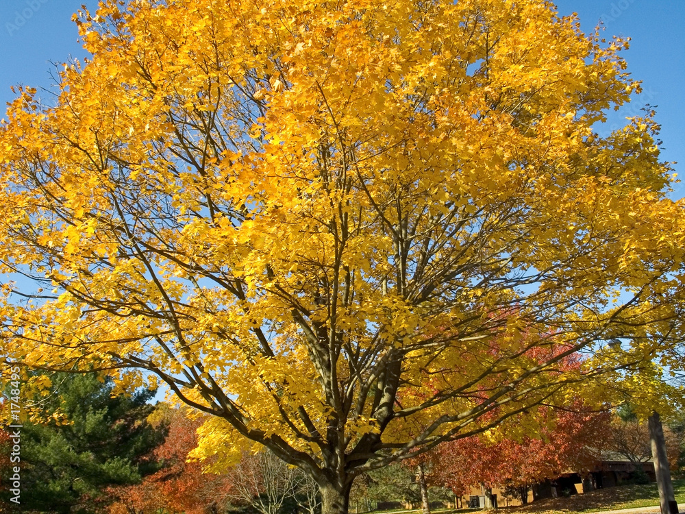 autumn gold autumn gold
