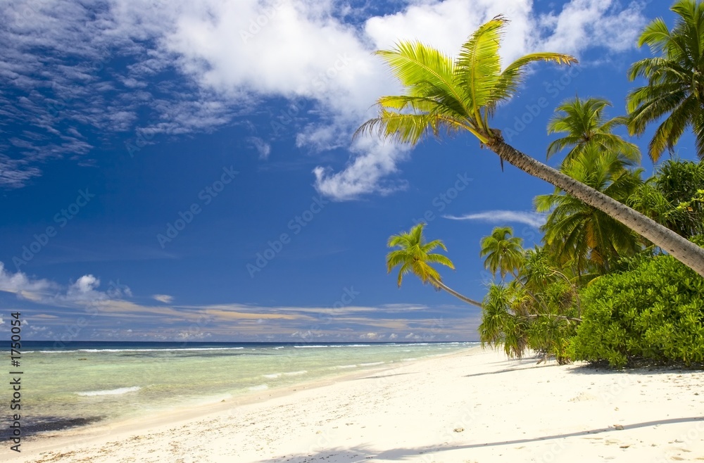 Fotografie tropical forest in indian ocean
