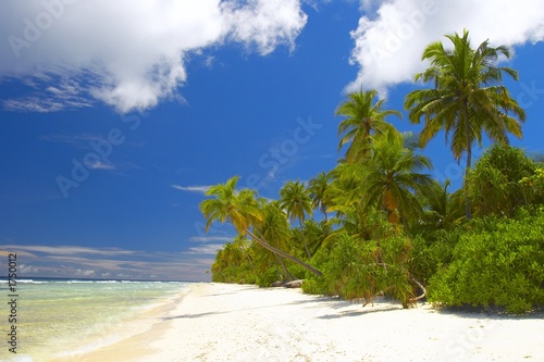 forest on the beach in indian ocean