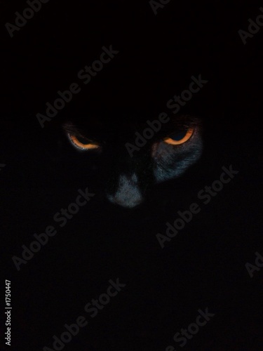 black cat eyes