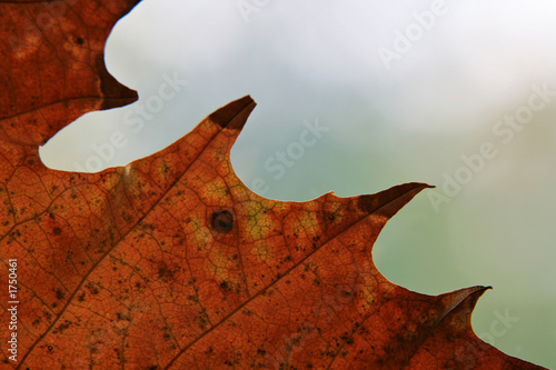 sycamore leaf