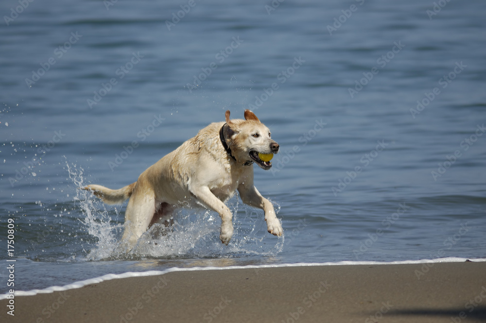 dog running out of san francisco bay 1 dog running out of san francisco bay 1