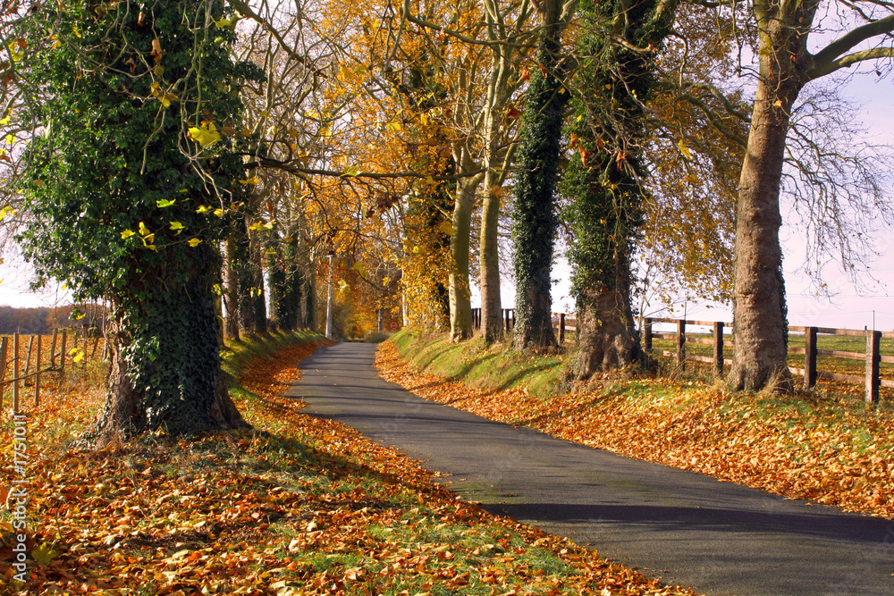 Naklejka premium automne