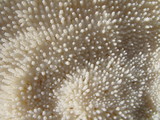 corail - texture