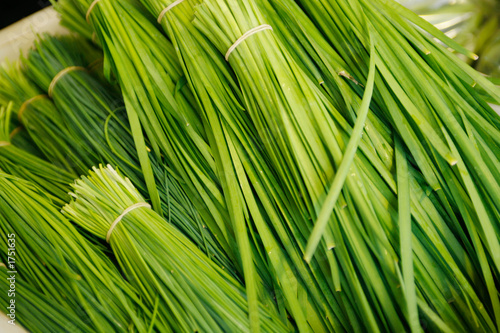 Billede på lærred chinese chives