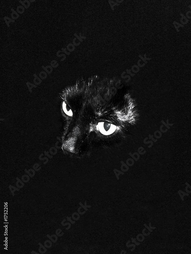 Fototapeta Naklejka Na Ścianę i Meble -  black cat eyes