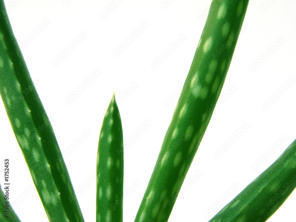 Fototapeta premium fresh aloe