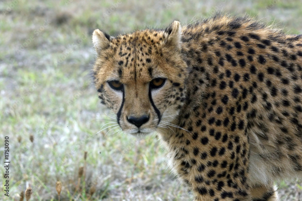 cheetah cheetah