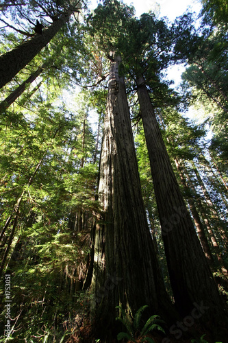 tall redwood trees.