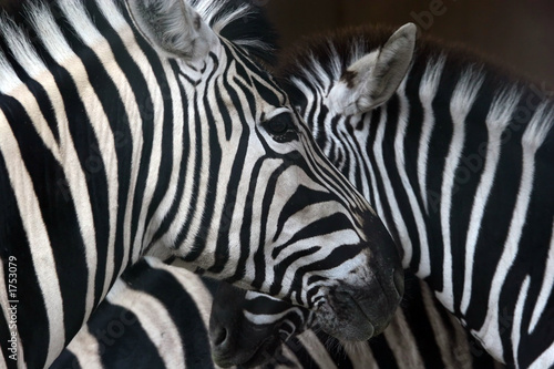 zebras
