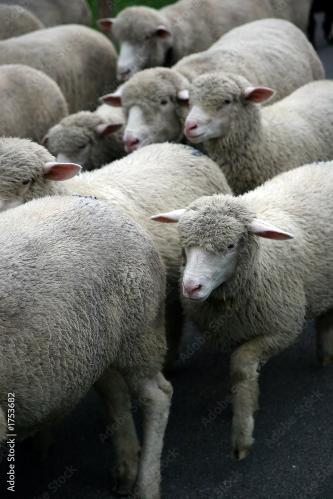Obraz premium sheep.