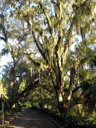 mossy oak on path