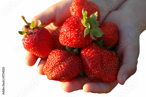 berries of a strawberry in palms of the child.