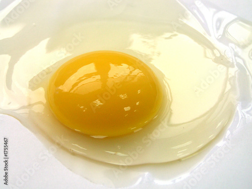 crash shell egg,crash,egg,shell egg,shell,albumen,