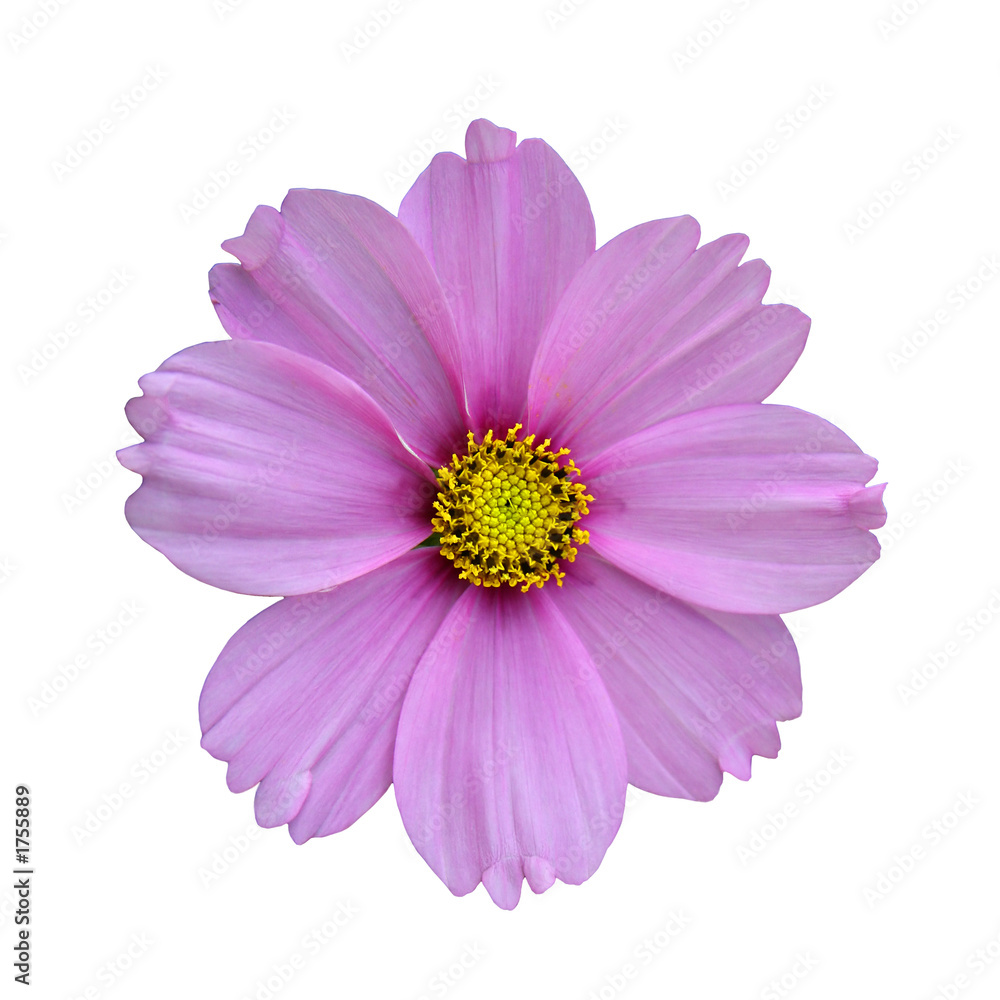 purple flower purple flower