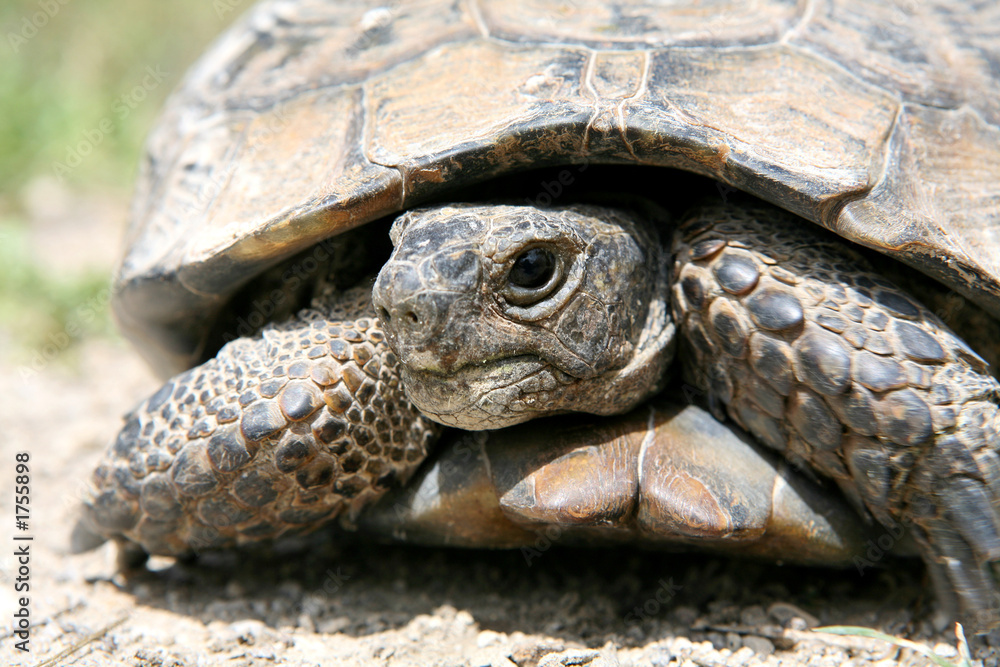 tortoises ( turtle)
