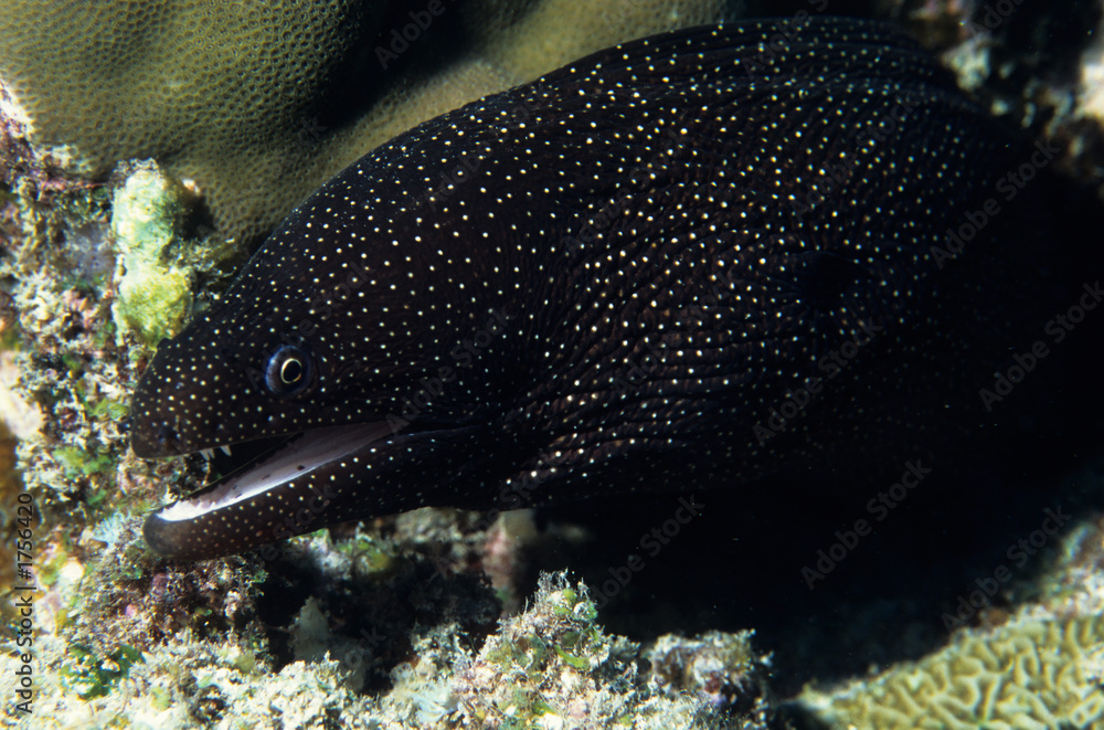 Obraz premium white mouth moray eel