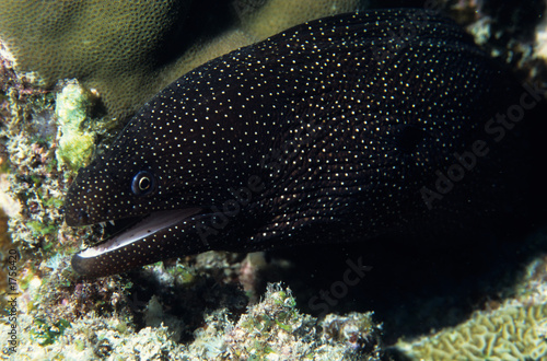 white mouth moray eel © Seawaters