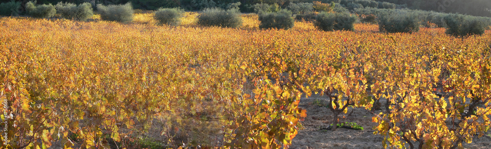 vignes