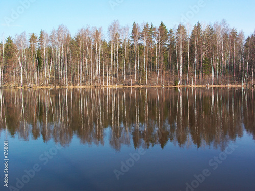 birches reflection