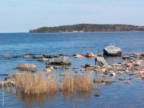 sea gulls couple