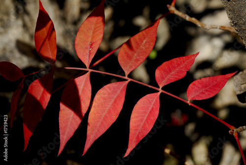 red pistachio leaves in autumn