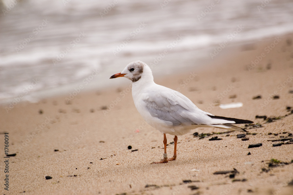 seagull seagull
