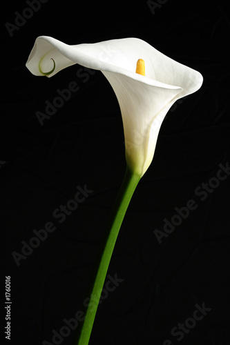 white calla lilly