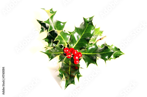 holly