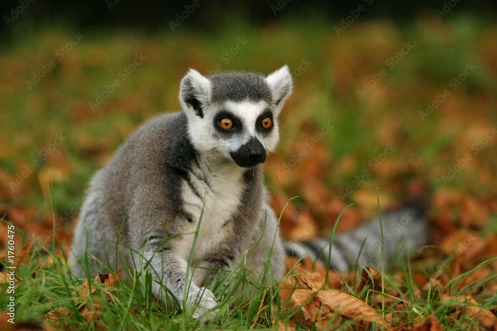 monkey ring-tailed lemur, lemur catta