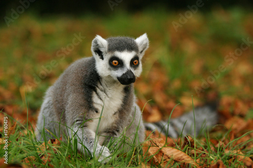 monkey ring-tailed lemur, lemur catta