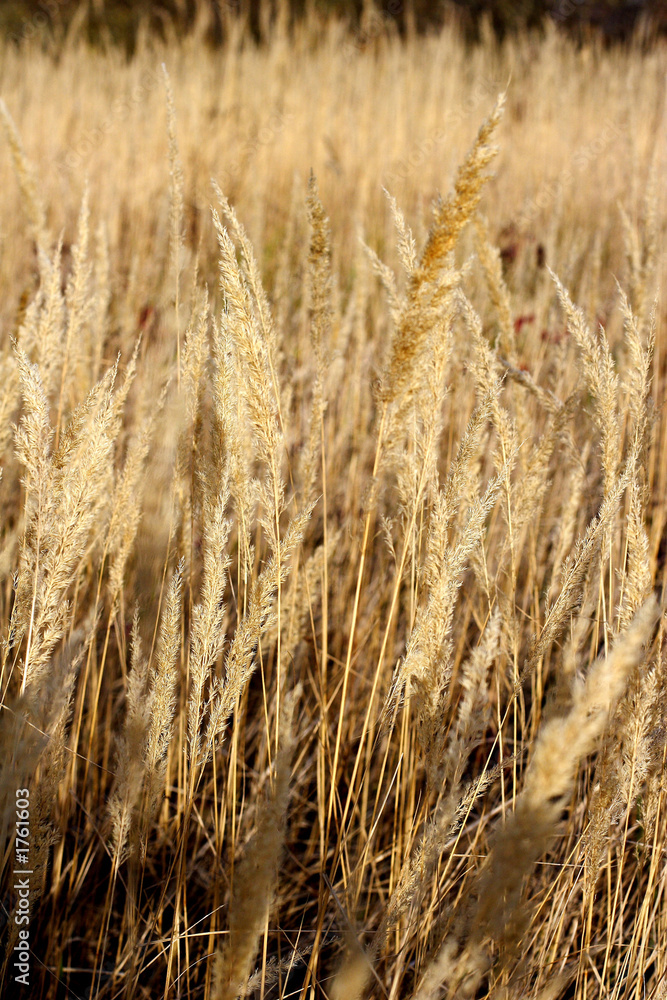 Fototapeta premium wild mountain plants